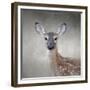 Little Miss Lashes White Tailed Fawn-Jai Johnson-Framed Giclee Print