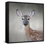 Little Miss Lashes White Tailed Fawn-Jai Johnson-Framed Stretched Canvas