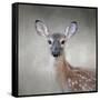 Little Miss Lashes White Tailed Fawn-Jai Johnson-Framed Stretched Canvas