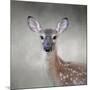 Little Miss Lashes White Tailed Fawn-Jai Johnson-Mounted Giclee Print