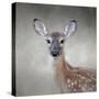 Little Miss Lashes White Tailed Fawn-Jai Johnson-Stretched Canvas