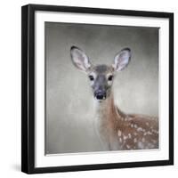 Little Miss Lashes White Tailed Fawn-Jai Johnson-Framed Giclee Print