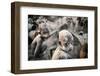 Little Mundari Shepherd-Trevor Cole-Framed Photographic Print