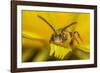 Little nomad bee covered in Dandelion pollen, Wales, UK-Phil Savoie-Framed Photographic Print