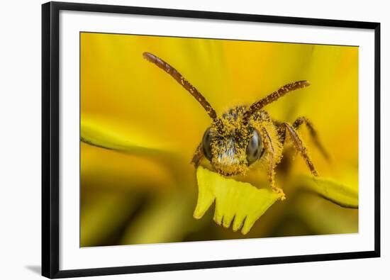 Little nomad bee covered in Dandelion pollen, Wales, UK-Phil Savoie-Framed Photographic Print