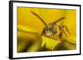 Little nomad bee covered in Dandelion pollen, Wales, UK-Phil Savoie-Framed Photographic Print