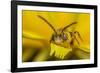 Little nomad bee covered in Dandelion pollen, Wales, UK-Phil Savoie-Framed Photographic Print