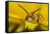 Little nomad bee covered in Dandelion pollen, Wales, UK-Phil Savoie-Framed Stretched Canvas