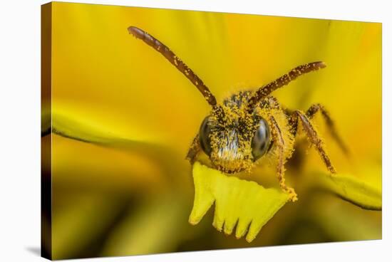 Little nomad bee covered in Dandelion pollen, Wales, UK-Phil Savoie-Stretched Canvas