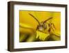 Little nomad bee covered in Dandelion pollen, Wales, UK-Phil Savoie-Framed Photographic Print