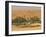 Little Oasis Between Sand Dunes at Sunset, Near Chinguetti, Mauritania, Africa-Michael Runkel-Framed Photographic Print