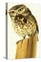 Little Owl and Common Shrew-Bob Hersey-Stretched Canvas