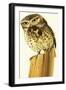 Little Owl and Common Shrew-Bob Hersey-Framed Giclee Print