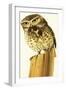 Little Owl and Common Shrew-Bob Hersey-Framed Giclee Print