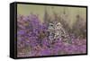 Little Owl (Athene noctua) adult, standing amongst flowering heather, Suffolk, England-Paul Sawer-Framed Stretched Canvas