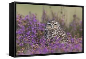 Little Owl (Athene noctua) adult, standing amongst flowering heather, Suffolk, England-Paul Sawer-Framed Stretched Canvas