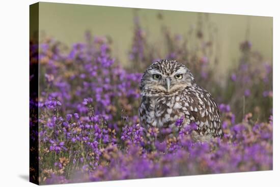 Little Owl (Athene noctua) adult, standing amongst flowering heather, Suffolk, England-Paul Sawer-Stretched Canvas