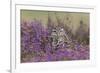 Little Owl (Athene noctua) adult, standing amongst flowering heather, Suffolk, England-Paul Sawer-Framed Photographic Print