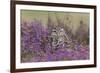 Little Owl (Athene noctua) adult, standing amongst flowering heather, Suffolk, England-Paul Sawer-Framed Photographic Print