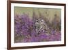 Little Owl (Athene noctua) adult, standing amongst flowering heather, Suffolk, England-Paul Sawer-Framed Photographic Print