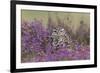 Little Owl (Athene noctua) adult, standing amongst flowering heather, Suffolk, England-Paul Sawer-Framed Photographic Print