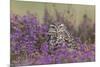 Little Owl (Athene noctua) adult, standing amongst flowering heather, Suffolk, England-Paul Sawer-Mounted Photographic Print