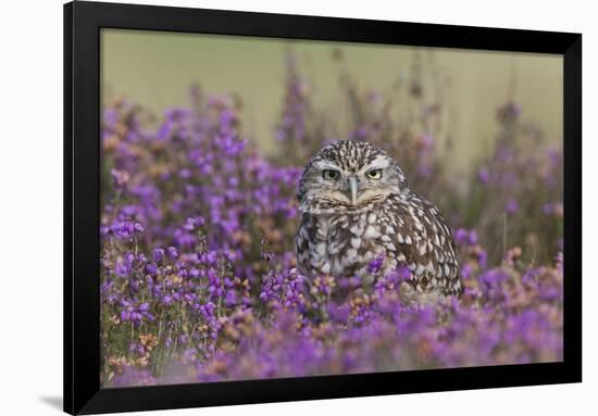 Little Owl (Athene noctua) adult, standing amongst flowering heather, Suffolk, England-Paul Sawer-Framed Photographic Print