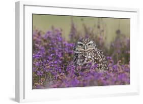 Little Owl (Athene noctua) adult, standing amongst flowering heather, Suffolk, England-Paul Sawer-Framed Photographic Print