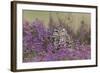 Little Owl (Athene noctua) adult, standing amongst flowering heather, Suffolk, England-Paul Sawer-Framed Photographic Print