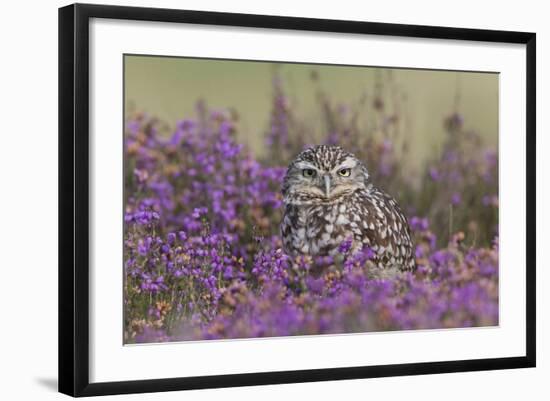 Little Owl (Athene noctua) adult, standing amongst flowering heather, Suffolk, England-Paul Sawer-Framed Photographic Print