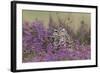 Little Owl (Athene noctua) adult, standing amongst flowering heather, Suffolk, England-Paul Sawer-Framed Photographic Print