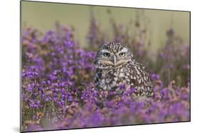 Little Owl (Athene noctua) adult, standing amongst flowering heather, Suffolk, England-Paul Sawer-Mounted Photographic Print