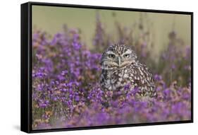 Little Owl (Athene noctua) adult, standing amongst flowering heather, Suffolk, England-Paul Sawer-Framed Stretched Canvas