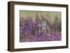 Little Owl (Athene noctua) adult, standing amongst flowering heather, Suffolk, England-Paul Sawer-Framed Photographic Print