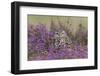 Little Owl (Athene noctua) adult, standing amongst flowering heather, Suffolk, England-Paul Sawer-Framed Photographic Print