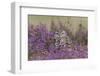 Little Owl (Athene noctua) adult, standing amongst flowering heather, Suffolk, England-Paul Sawer-Framed Photographic Print