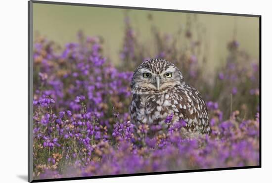 Little Owl (Athene noctua) adult, standing amongst flowering heather, Suffolk, England-Paul Sawer-Mounted Photographic Print