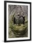 Little owl (Athene noctua), captive, United Kingdom, Europe-Ann and Steve Toon-Framed Photographic Print