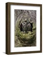 Little owl (Athene noctua), captive, United Kingdom, Europe-Ann and Steve Toon-Framed Photographic Print