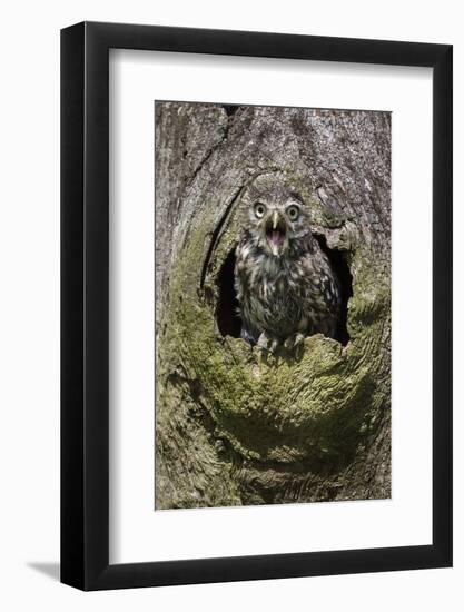 Little owl (Athene noctua), captive, United Kingdom, Europe-Ann and Steve Toon-Framed Photographic Print