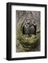Little owl (Athene noctua), captive, United Kingdom, Europe-Ann and Steve Toon-Framed Photographic Print