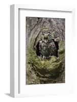 Little owl (Athene noctua), captive, United Kingdom, Europe-Ann and Steve Toon-Framed Photographic Print