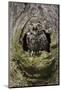 Little owl (Athene noctua), captive, United Kingdom, Europe-Ann and Steve Toon-Mounted Photographic Print