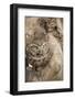 Little Owl (Athene Noctua), Devon, England, United Kingdom-Janette Hill-Framed Photographic Print