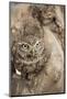 Little Owl (Athene Noctua), Devon, England, United Kingdom-Janette Hill-Mounted Photographic Print