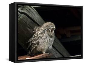 Little Owl, Athene Noctua, Hiller Moor, Luebbecke, Germany-Thorsten Milse-Framed Stretched Canvas