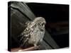 Little Owl, Athene Noctua, Hiller Moor, Luebbecke, Germany-Thorsten Milse-Stretched Canvas