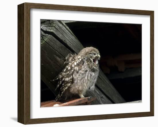 Little Owl, Athene Noctua, Hiller Moor, Luebbecke, Germany-Thorsten Milse-Framed Photographic Print