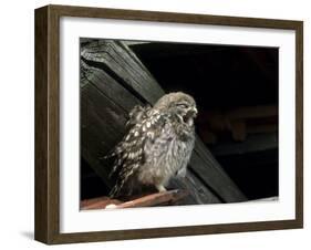 Little Owl, Athene Noctua, Hiller Moor, Luebbecke, Germany-Thorsten Milse-Framed Photographic Print