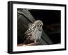 Little Owl, Athene Noctua, Hiller Moor, Luebbecke, Germany-Thorsten Milse-Framed Photographic Print